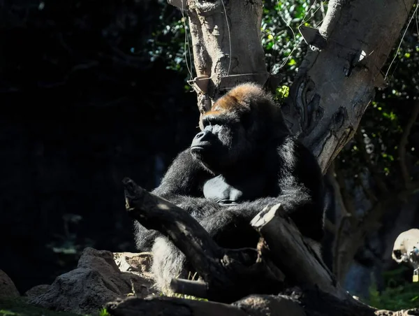 Gorille Noir Adulte Fort Sur Sol Vert — Photo