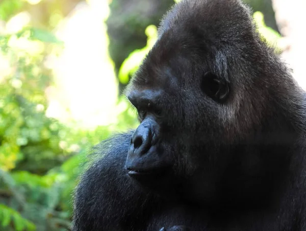 Stark Vuxen Svart Gorilla Gröna Golvet — Stockfoto