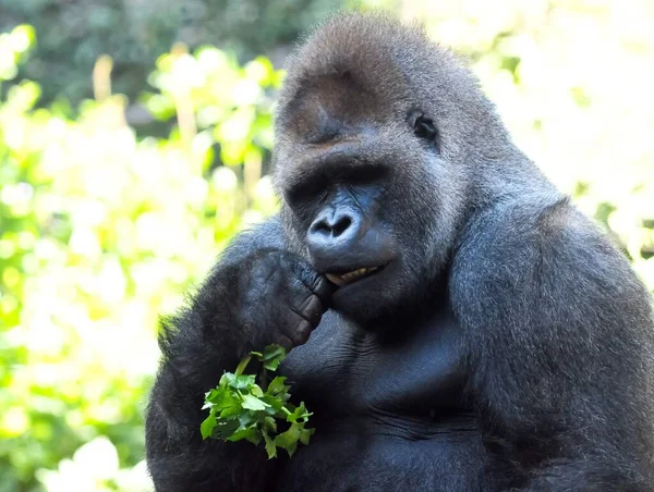 Starker Erwachsener Schwarzer Gorilla Auf Dem Grünen Boden — Stockfoto