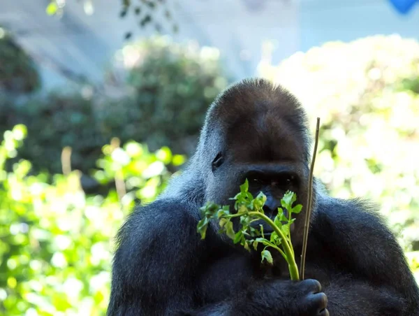 Erős Felnőtt Fekete Gorilla Zöld Padlón — Stock Fotó