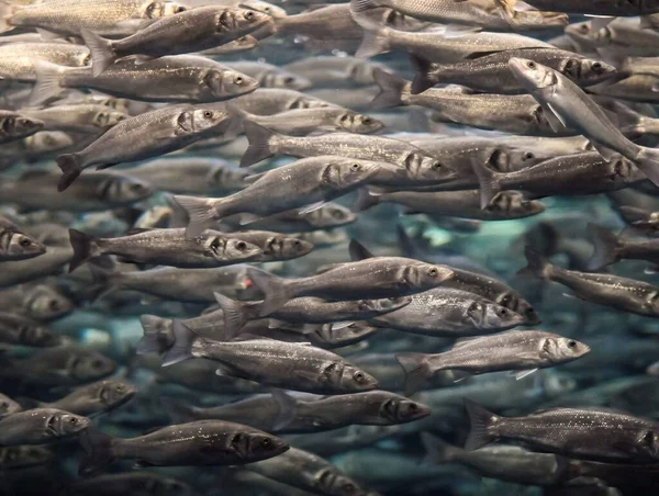 Подводная Школа Серебряной Серой Рыбы Аквариуме — стоковое фото