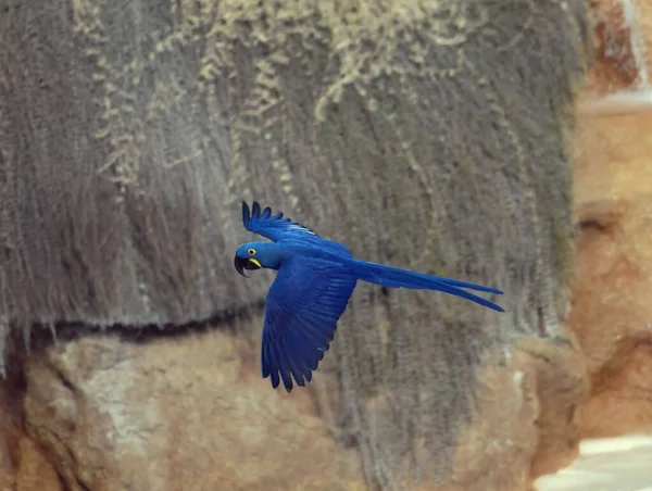 Blauw Gekleurde Tropische Papegaai Vogel Vlucht — Stockfoto