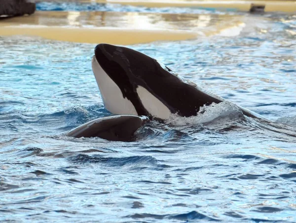 Orcinus Orca Baleine Sur Une Eau Très Bleue — Photo