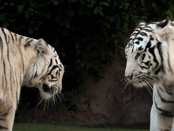 Tigre Adulta Strisce Bianche Nere Rare — Foto Stock