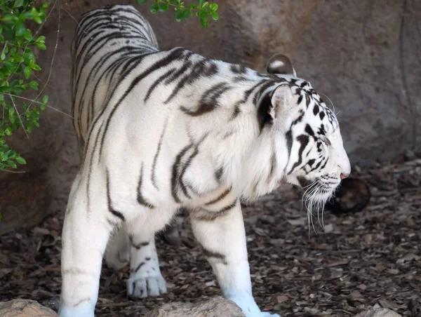 Tigre Adulto Rayas Blancas Negras Raras — Foto de Stock