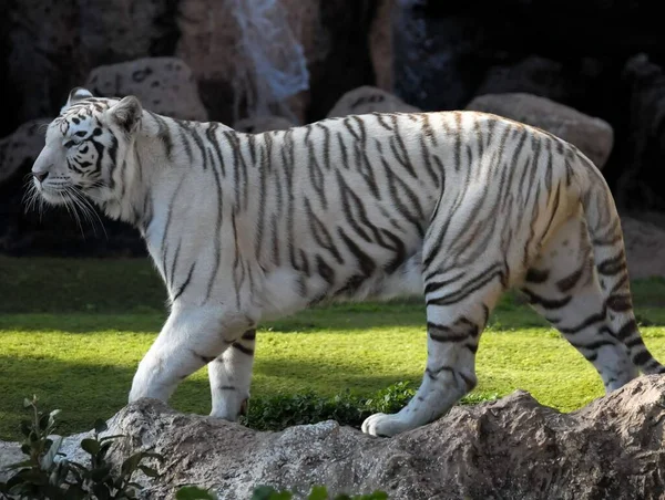 Tigre Adulto Listrado Preto Branco Raro — Fotografia de Stock