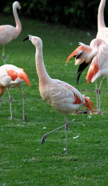 Rózsaszín Felnőtt Flamingó Füves Talajon — Stock Fotó