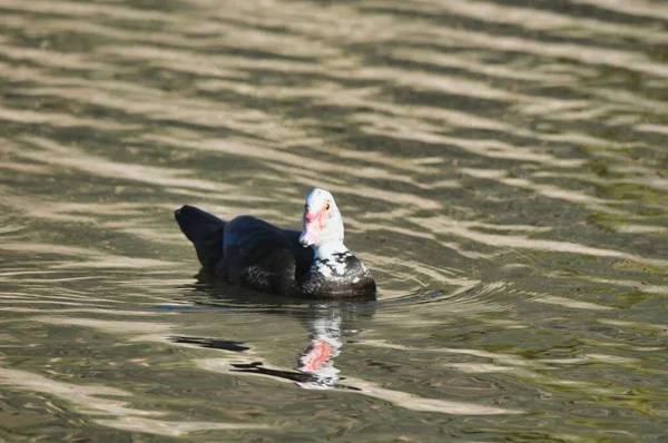 Patos Água Foto Como Fundo — Fotografia de Stock