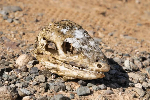 Lizard Bones Rock Photo Background — стоковое фото