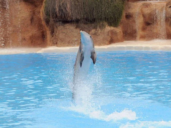 Grauer Delfin Auf Sehr Blauem Wasser Einem Park Auf Teneriffa — Stockfoto