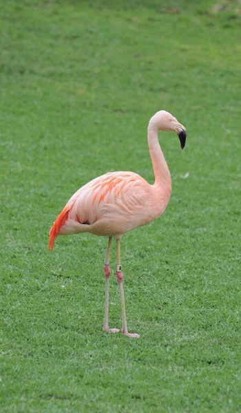 Rosa Flamingo Vogel Auf Dem Boden Einem Park Auf Teneriffa — Stockfoto