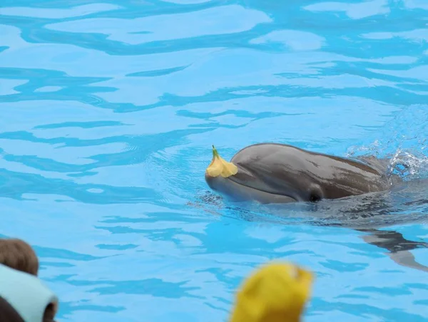Grey Dolphin Very Blue Water Park Στην Τενερίφη Ισπανία — Φωτογραφία Αρχείου