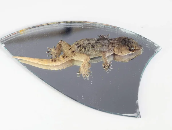 One Small Gecko Lizard Mirror White Background — Stock Photo, Image