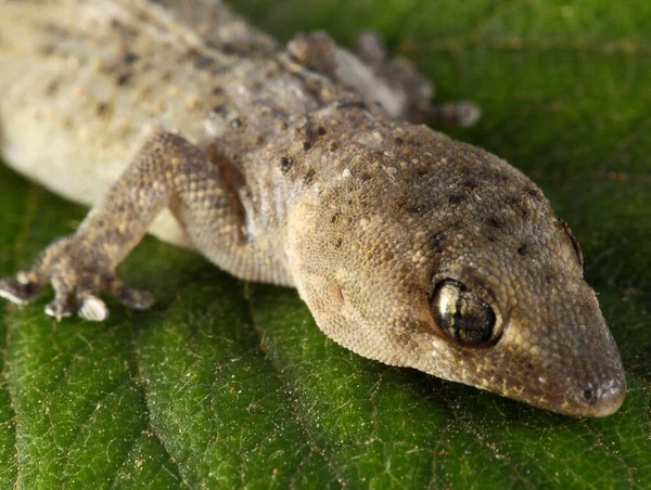 Jeden Mały Gecko Jaszczurka Zielony Liść Białym Tle — Zdjęcie stockowe