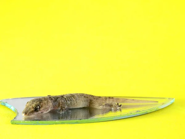 One Small Gecko Lizard Mirror Colored Background — Stock Photo, Image