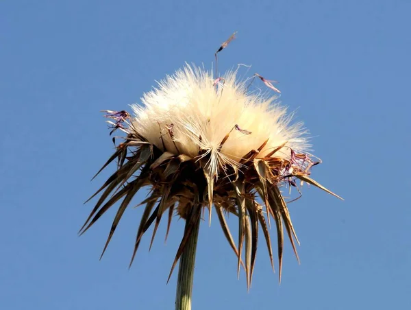 Sommige Gedroogde Bloemen Met Doornen Woestijn — Stockfoto