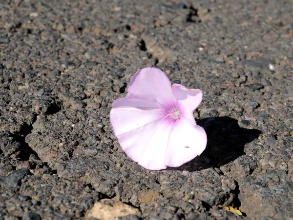 Τρομπέτα Ροζ Λουλούδι Στην Άσφαλτο Του Δρόμου — Φωτογραφία Αρχείου