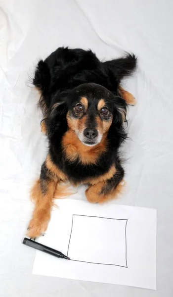 Ένα Θηλυκό Παλιό Μαύρο Σκυλί Σχέδιο Μια Λευκή Βίβλο — Φωτογραφία Αρχείου