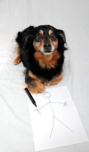 One Female Old Black Dog Drawing White Paper — Stock Photo, Image