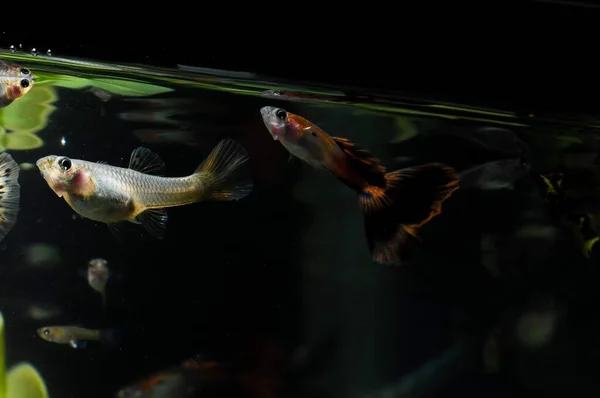 Guppy Multi Colored Fish Tropical Acquarium — Stock Photo, Image