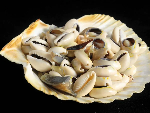 Conchiglie Marittime Calcaree Strutturate Sfondo Nero — Foto Stock