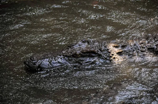 Crocodilo Perigoso Adulto Rio Água Verde — Fotografia de Stock