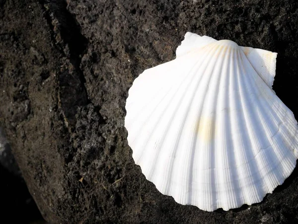 Una Cáscara Mar Piedra Caliza Cerca Del Océano Atlántico — Foto de Stock