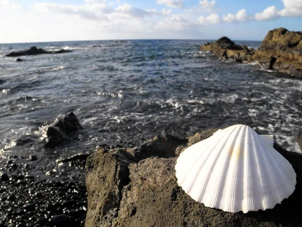 Una Cáscara Mar Piedra Caliza Cerca Del Océano Atlántico —  Fotos de Stock