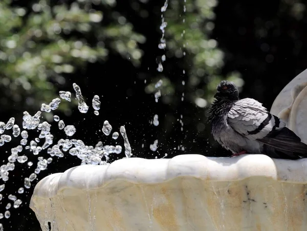 Water Splashing Out Marble Fountain Pigeon Santa Cruz Tenerife Spain — Stock Photo, Image