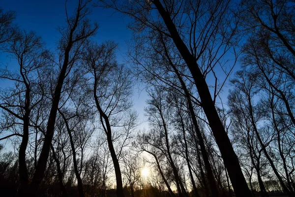 Дерево Заході Сонця Фотографія Фон Цифрове Зображення — стокове фото