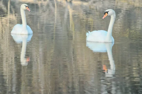 Noble Cygne Blanc Dans Eau Surface — Photo