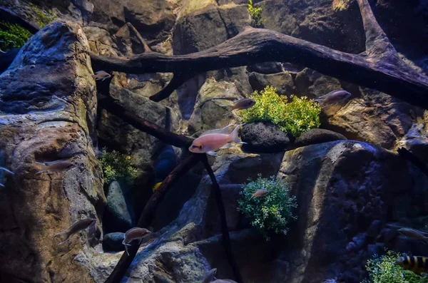 Picture Tropical Aquarium Fish Tank Underwater View — Stockfoto