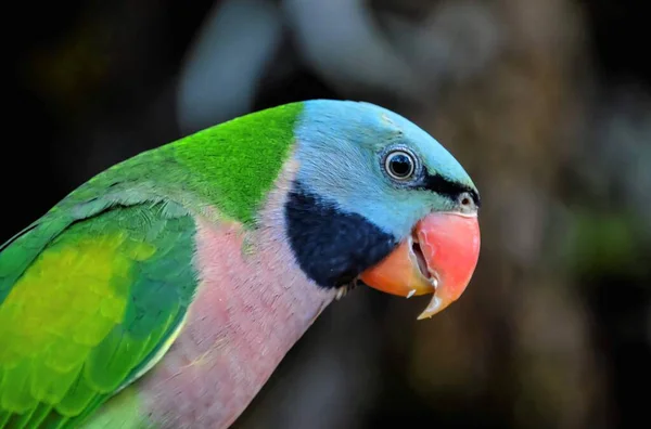 Papagei Tropischer Vogel Mit Einem Farbigen Vater — Stockfoto