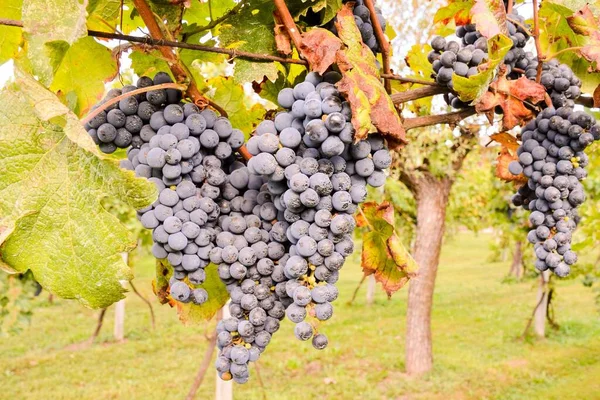 Foto Belo Vinhedo Frutas Uva Pronto Para Produzir Vinho — Fotografia de Stock