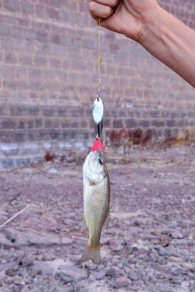 Wunderschön Hüpfender Großmaul Barsch Micropterus Salmoides Einer Fischerleine — Stockfoto