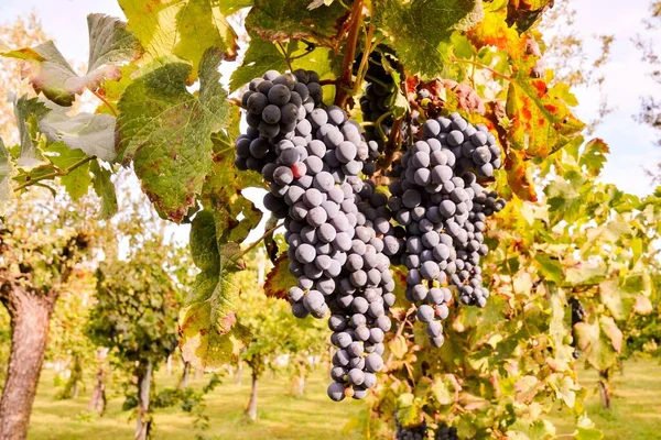 Foto Belo Vinhedo Frutas Uva Pronto Para Produzir Vinho — Fotografia de Stock