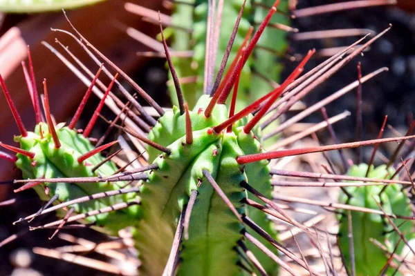 Foto Van Een Tropische Cactus Textuur Achtergrond — Stockfoto