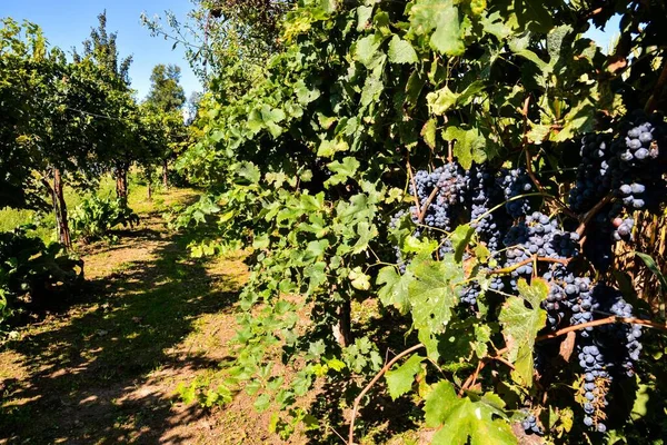 图片说明一个美丽的葡萄葡萄园即将生产葡萄酒 — 图库照片