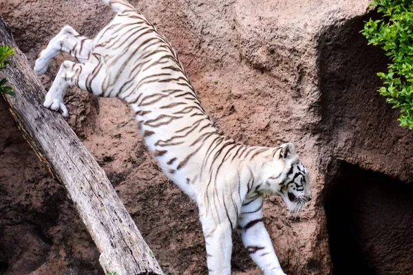 Foto Eines Seltenen Weißen Gestreiften Wilden Tigers — Stockfoto