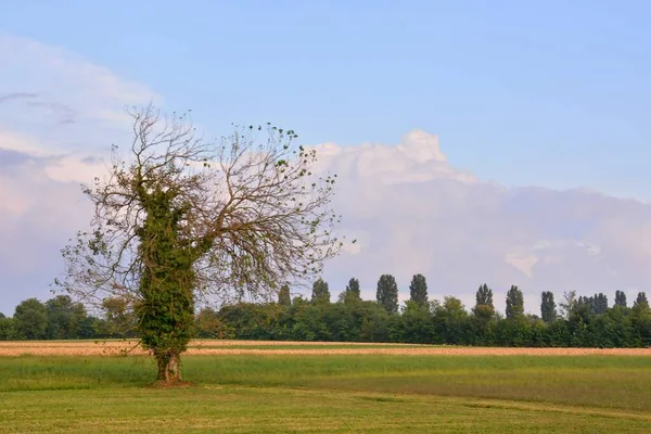 牧草地の一本の大きな木の写真 — ストック写真