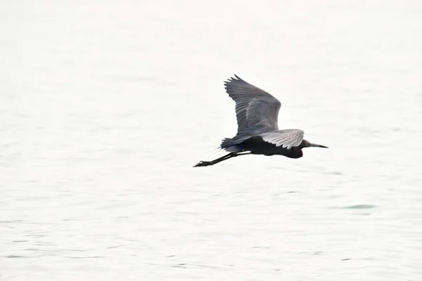 Heron Flight Photo Background Digital Image — Foto de Stock