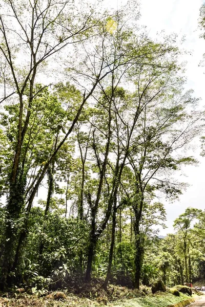 Alberi Nella Foresta Foto Come Sfondo Immagine Digitale — Foto Stock