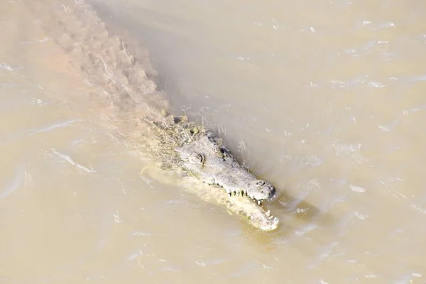 Crocodil Apă Fotografie Fundal Imagine Digitală — Fotografie, imagine de stoc