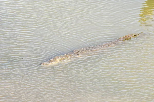 Krokodil Het Water — Stockfoto