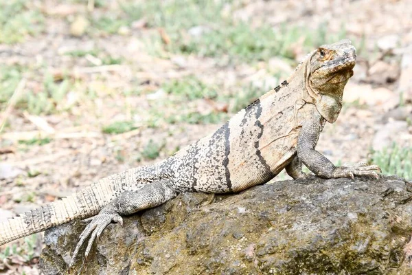 Feliz Reptil Piedra Fondo —  Fotos de Stock