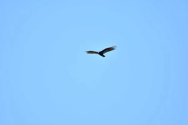 鹰在天空中飞翔 照片作为背景 数字图像 — 图库照片