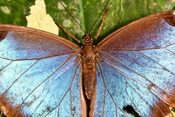 Метелик Листі Фото Фон Цифрове Зображення — стокове фото
