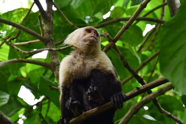 Cute Baby Monkey Sitting Jungle — Stok fotoğraf