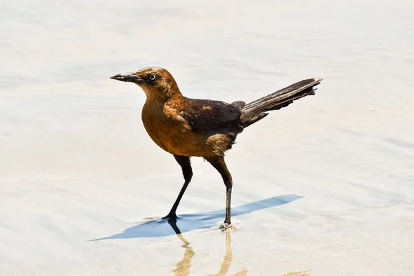 Pássaro Praia Foto Como Fundo Imagem Digital — Fotografia de Stock