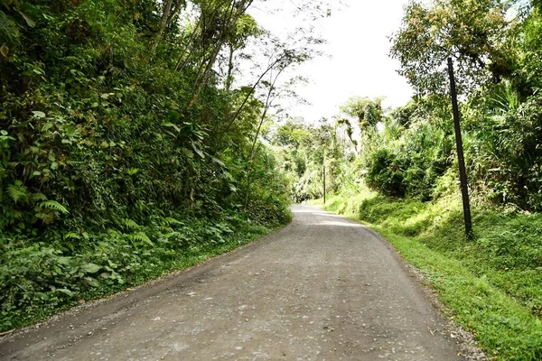 Carretera Bosque Foto Como Fondo Imagen Digital —  Fotos de Stock